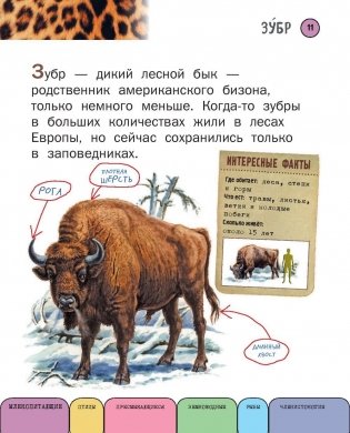 Все животные с крупными буквами фото книги 10