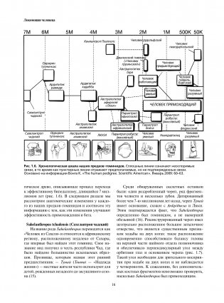 Локомоция человека. Протокол обследования, оценка, лечение и профилактика травм, связанных с циклом походки фото книги 16