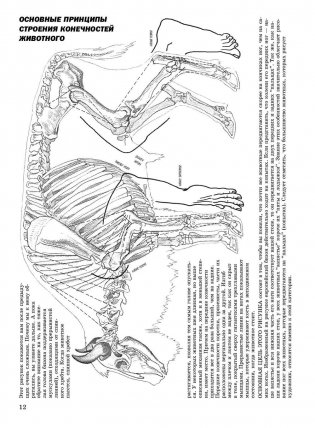 Как рисовать животных фото книги 9