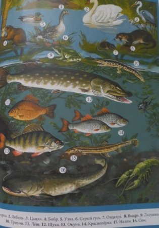 Животные: виды, особенности, места обитания фото книги 4