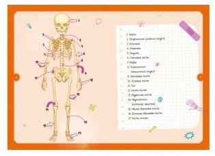 Детская энциклопедия. Тело человека фото книги 3