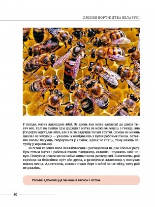 Лясное бортнiцтва Беларусi фото книги 7