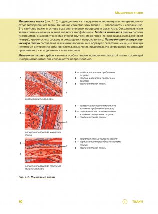 Наглядная анатомия человека. Подробный атлас с иллюстрациями фото книги 11