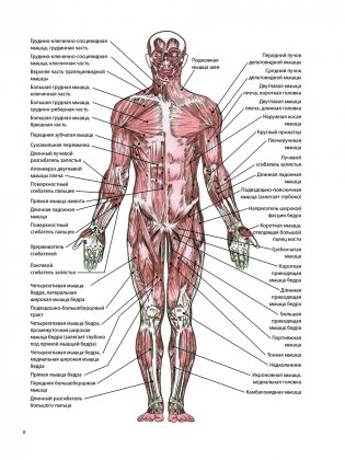 Анатомия лечебной растяжки фото книги 5
