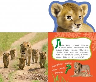 Лев фото книги 2