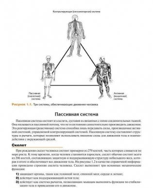 Мышечная механика фото книги 6