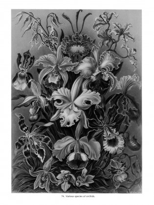 Art Forms in Nature фото книги 9