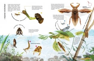 Насекомые в натуральную величину фото книги 8