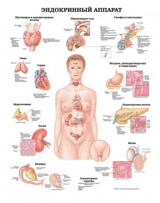 Большой атлас анатомии человека. Лучшие в мире анатомические таблицы фото книги 7