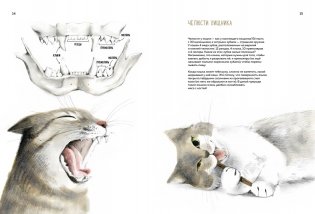 Невероятные коты. Всё, что нужно знать о любимых питомцах фото книги 4