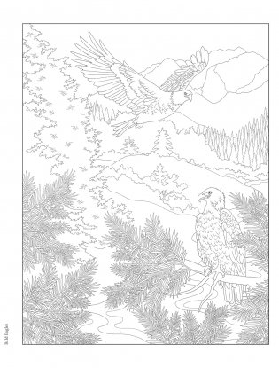 Creative Haven Forest & Woodland Wildlife Coloring Book фото книги 8