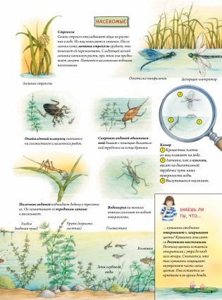 Животные и растения рек, озёр и морей. BIObook А. Толмачёва фото книги 6