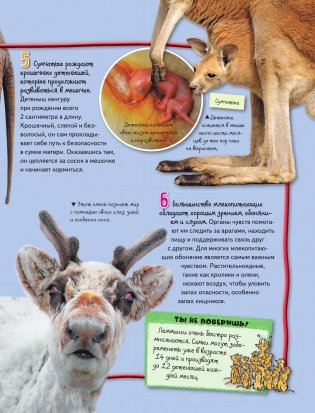 Животные фото книги 10