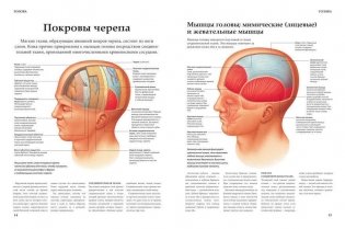 Анатомия человека фото книги 8