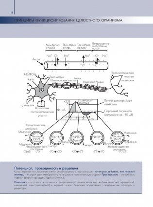 Анатомия и физиология. Большой популярный атлас фото книги 9