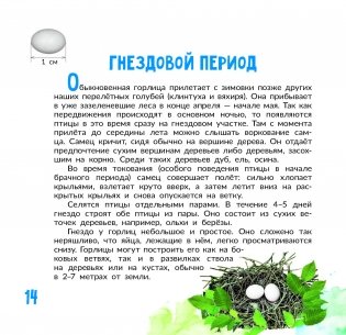 Птица года Беларуси. Обыкновенная горлица фото книги 6