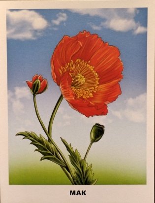 Обучающие карточки. Садовые цветы фото книги 3