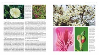 Деревья. Жизнеутверждающее путешествие по лесам, садам и паркам фото книги 7