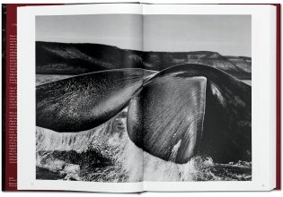 Sebastiao Salgado. Genesis фото книги 4