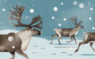 Животные Севера фото книги 8