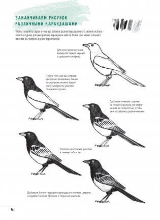 Создаем наброски животных и птиц шаг за шагом. Скетчбук начинающего художника (зеленый, зебра) фото книги 9
