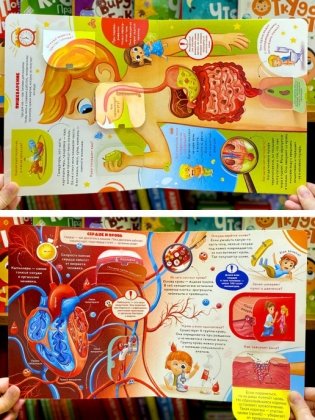 Как устроен человек? Книжка с окошками фото книги 5
