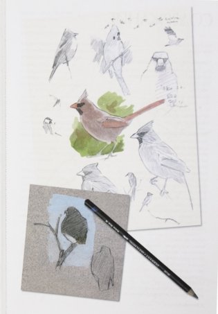 Как рисовать птиц. Руководство фото книги 14