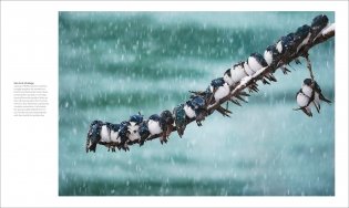 The Bird Book фото книги 5