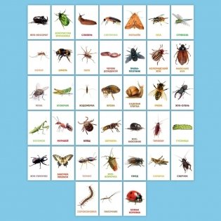 Развивающие карточки. Насекомые фото книги 2