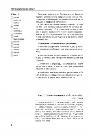 Анатомия человека. Компактный атлас-раскраска фото книги 7