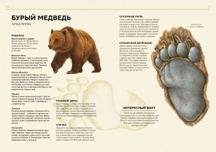 Лесные животные в натуральную величину фото книги 7