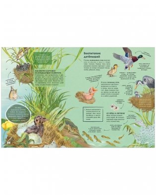 Секреты животных озера. Визуальная энциклопедия фото книги 10