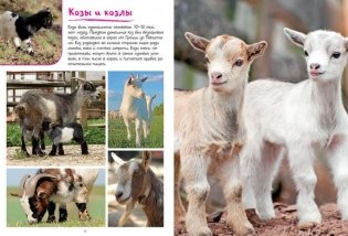 Моя большая книга о животных фото книги 2