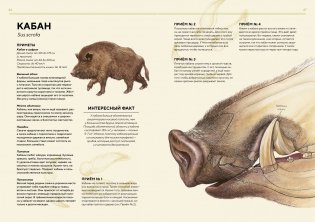 Лесные животные в натуральную величину фото книги 9