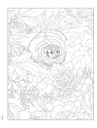 Creative Haven Forest & Woodland Wildlife Coloring Book фото книги 3