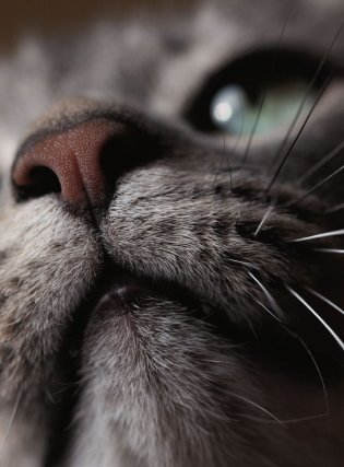 Первая помощь кошкам. Осмотр, действия в экстренных ситуациях, аптечка первой помощи, здоровье, корм фото книги 8