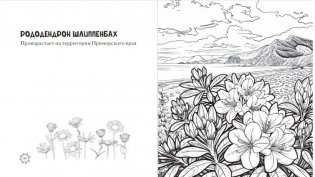 Чарующие краски России. Страницы нежности и красоты фото книги 7
