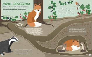 Что внутри? Как устроены дома животных фото книги 4