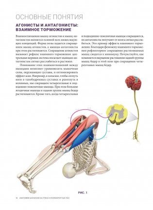 Анатомия балансов на руках и перевернутых поз фото книги 8