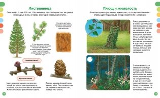 Жизнь леса фото книги 7