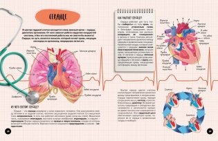 Что? Как? Почему? Мои первые знания про ТЕЛО ЧЕЛОВЕКА (с постером) фото книги 7