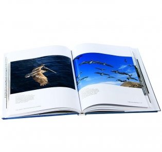 Мир с высоты птичьего полета фото книги 4