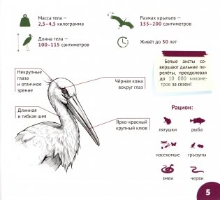 Белорусские птицы. Серия "Планета животных" фото книги 6