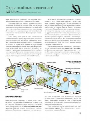 Растения: полная энциклопедия фото книги 10