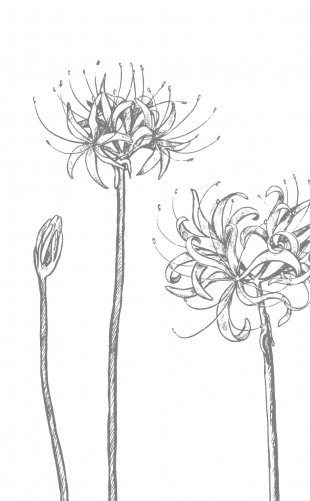 Сон и Пепел фото книги 3