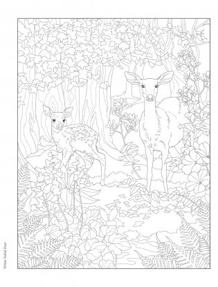 Creative Haven Forest & Woodland Wildlife Coloring Book фото книги 9