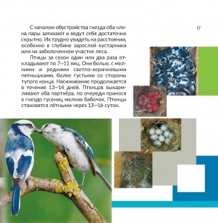 Птица года Беларуси. Белая лазоревка фото книги 7