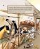 Киндерномика. Что такое деньги и как с ними обращаться? Книга-игра по финансовой грамотности для детей фото книги маленькое 15