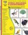 Птицы домашние и декоративные. Учебное издание. (16 демонстрационных картинок с текстом) фото книги маленькое 2
