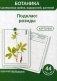 Ботаника. Систематика грибов, водорослей, растений. Блок 3: Подкласс розиды. 44 гербарные карточки фото книги маленькое 2